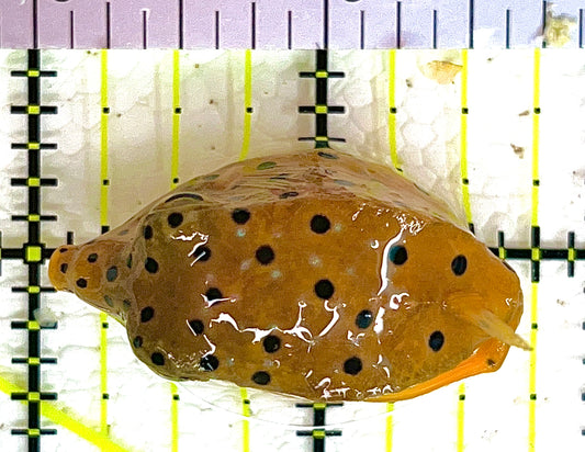 Yellow Boxfish YB042802 WYSIWYG Size: S 1.75" approx