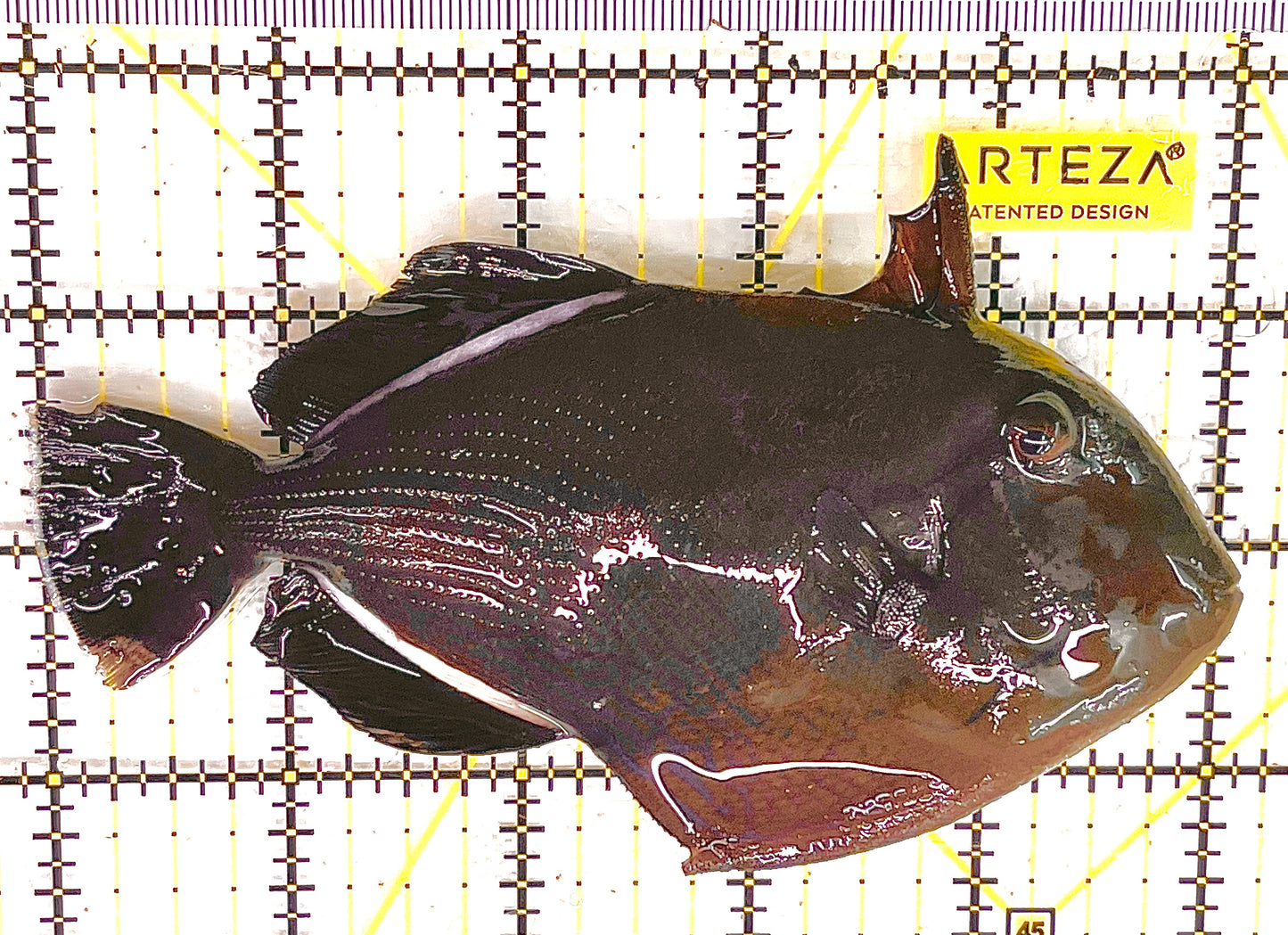 Black Triggerfish BT041301 WYSIWYG Size: XL 5.25" approx