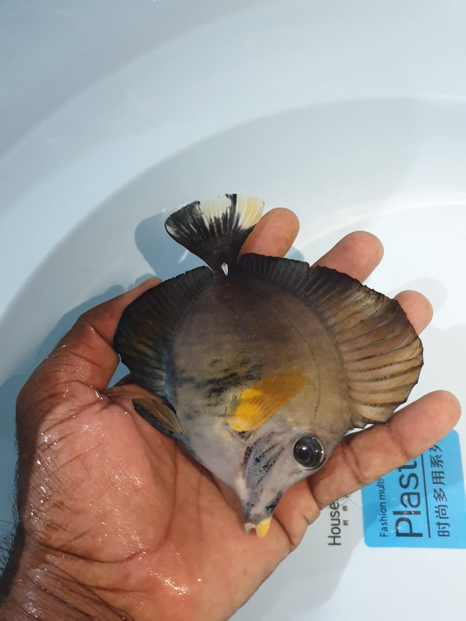Calico Tricolor Scopas Tang Size: S 2" to 3"