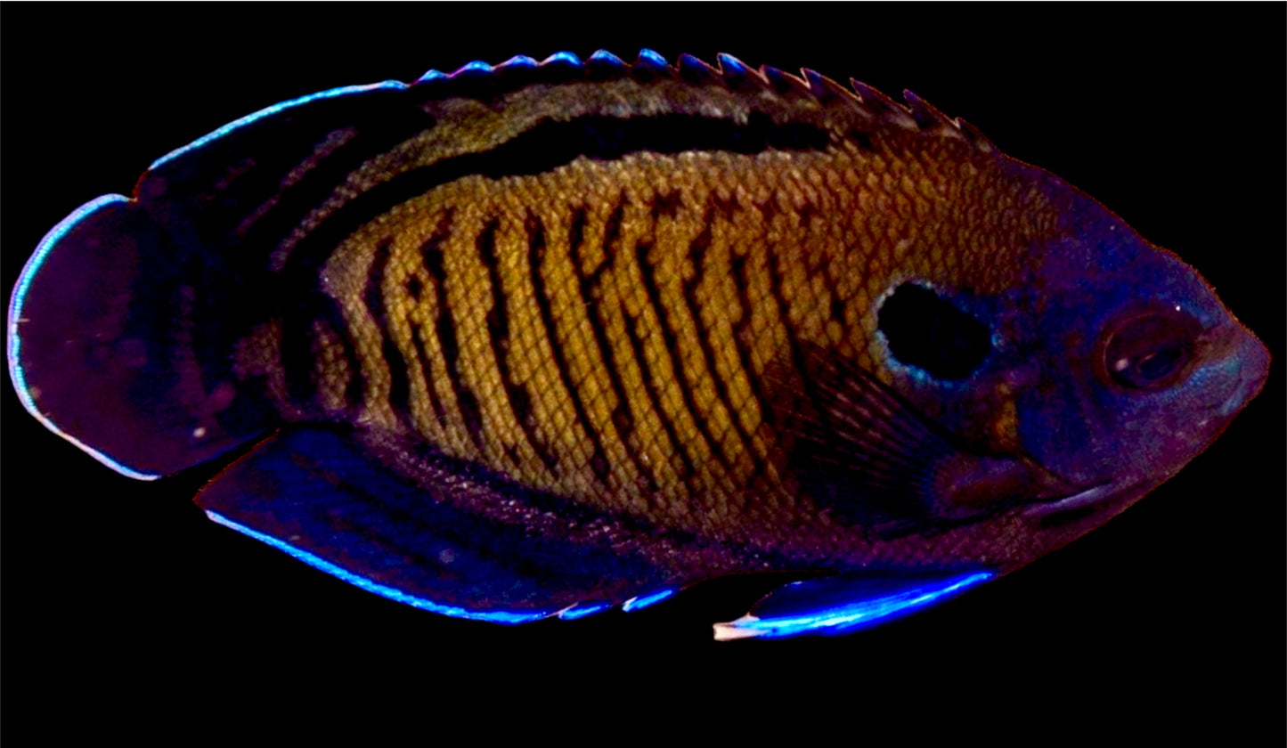 Blue Fin Angelfish Size: M 2" to 2.5" (Maldives)