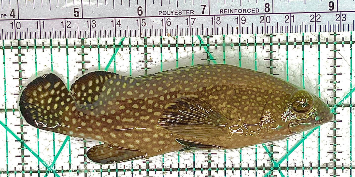 White Spotted Grouper WSG073101 WYSIWYG Size: XL 5" approx