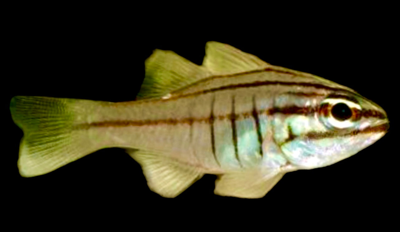 Oxina Cardinal Fish Size: L 2.5" to 3.5" - Violet Aquarium 