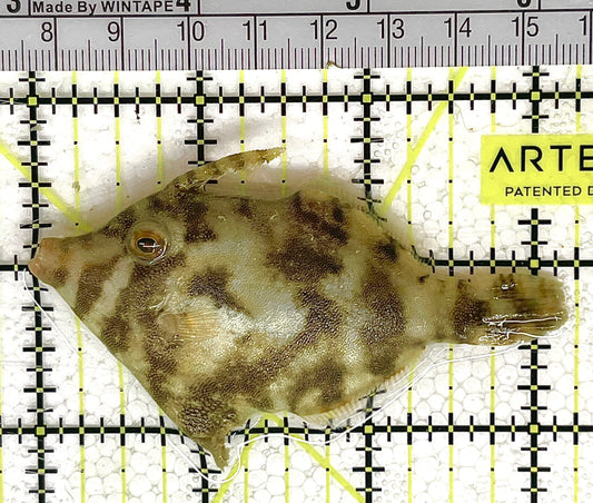 Aiptasia Eating Filefish AEF033103 WYSIWYG Size: M 3" approx