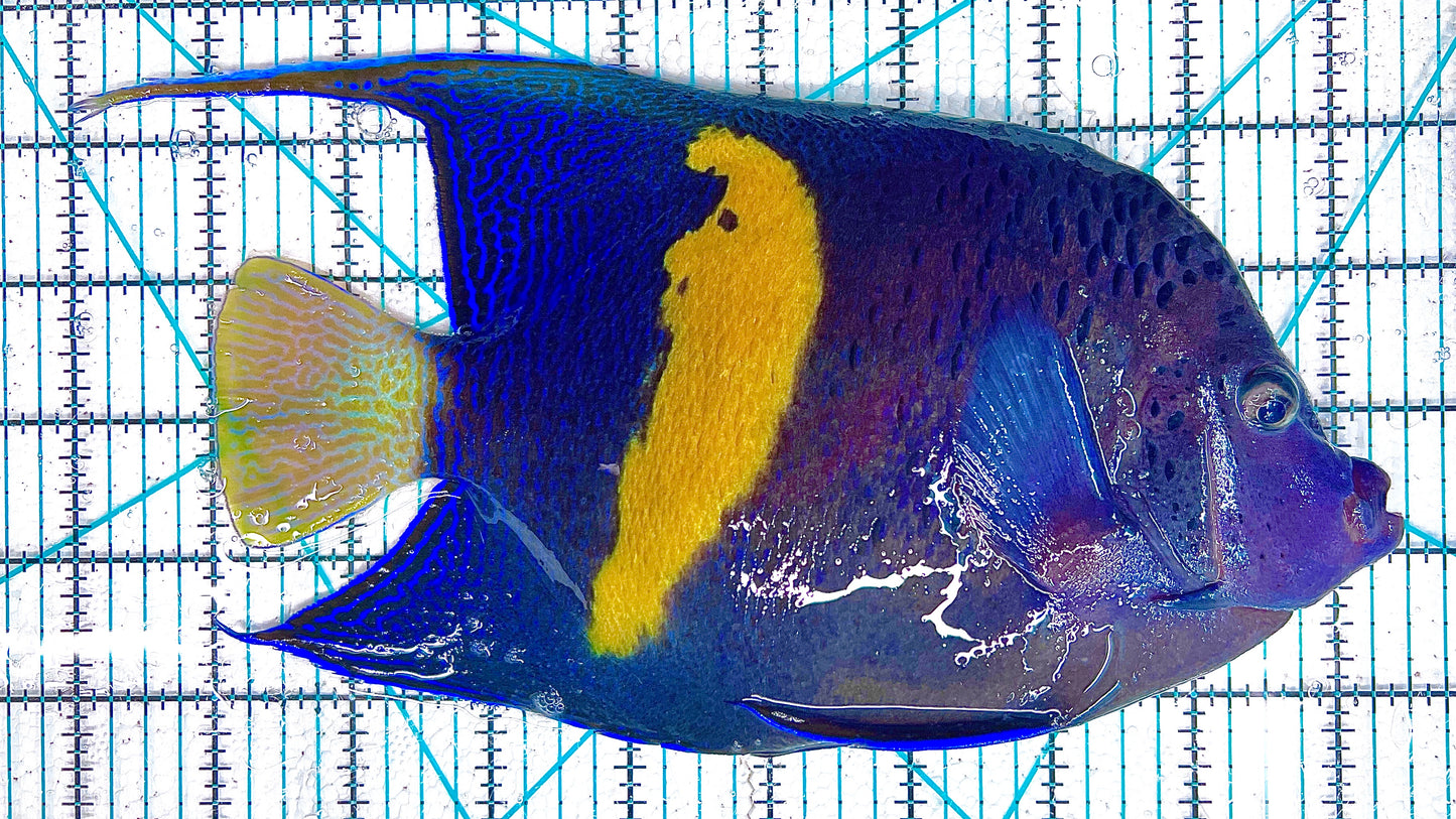 Maculosus Halfmoon Angelfish MHA042401 WYSIWYG Size: XXXL 9.5" approx