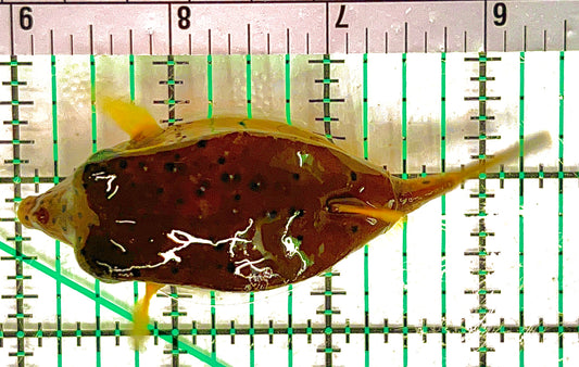 Yellow Polka Dot Boxfish YPDB051206 WYSIWYG Size: L 3.5" approx