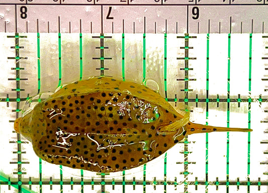 Yellow Polka Dot Boxfish YPDB051205 WYSIWYG Size: L 3" approx