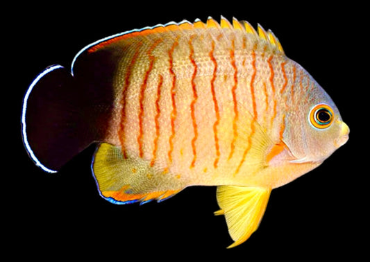 Eibli Angelfish Size: M 2.5" to 3.5"