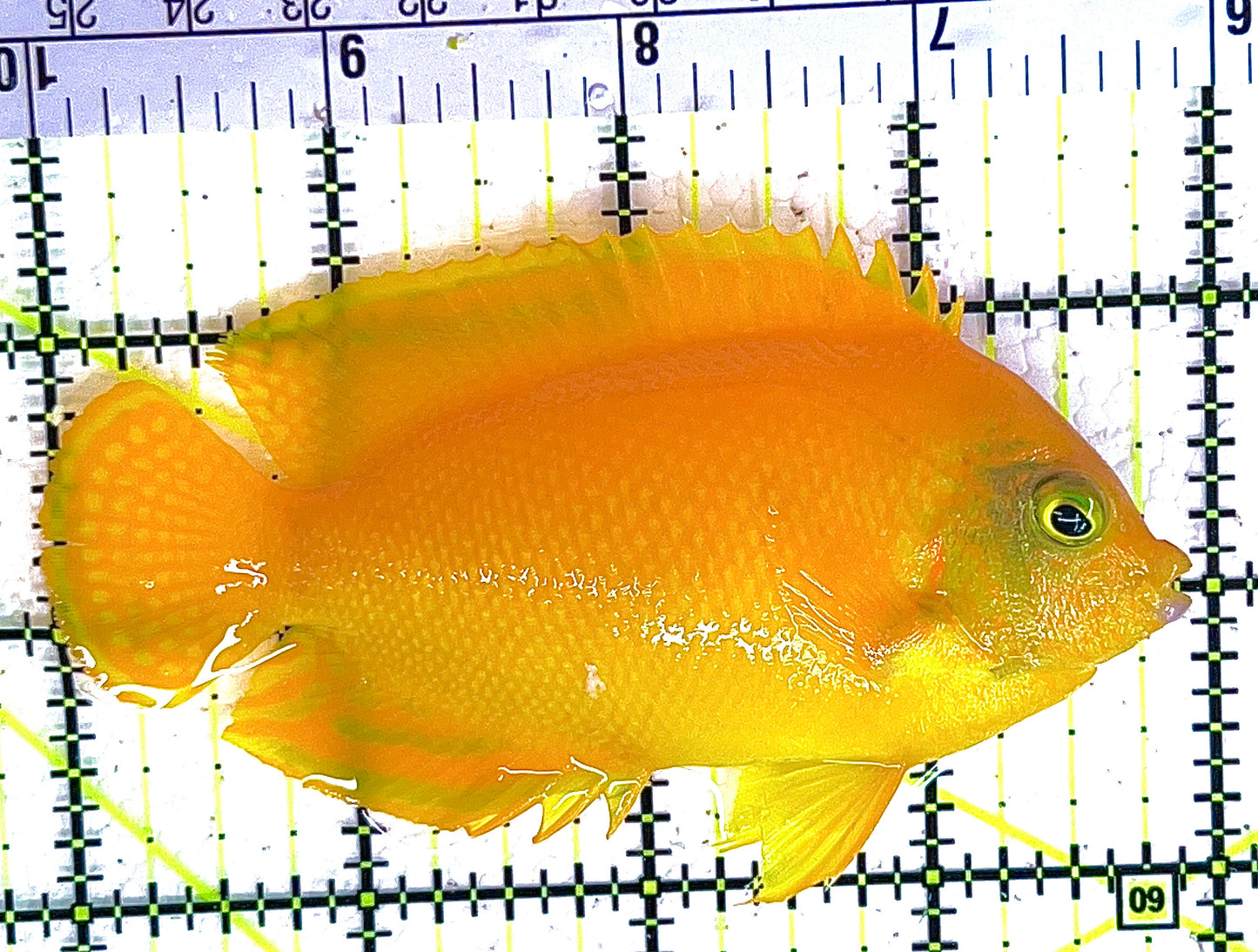 Herald's Angelfish HA042801 WYSIWYG Size: XL 4" approx