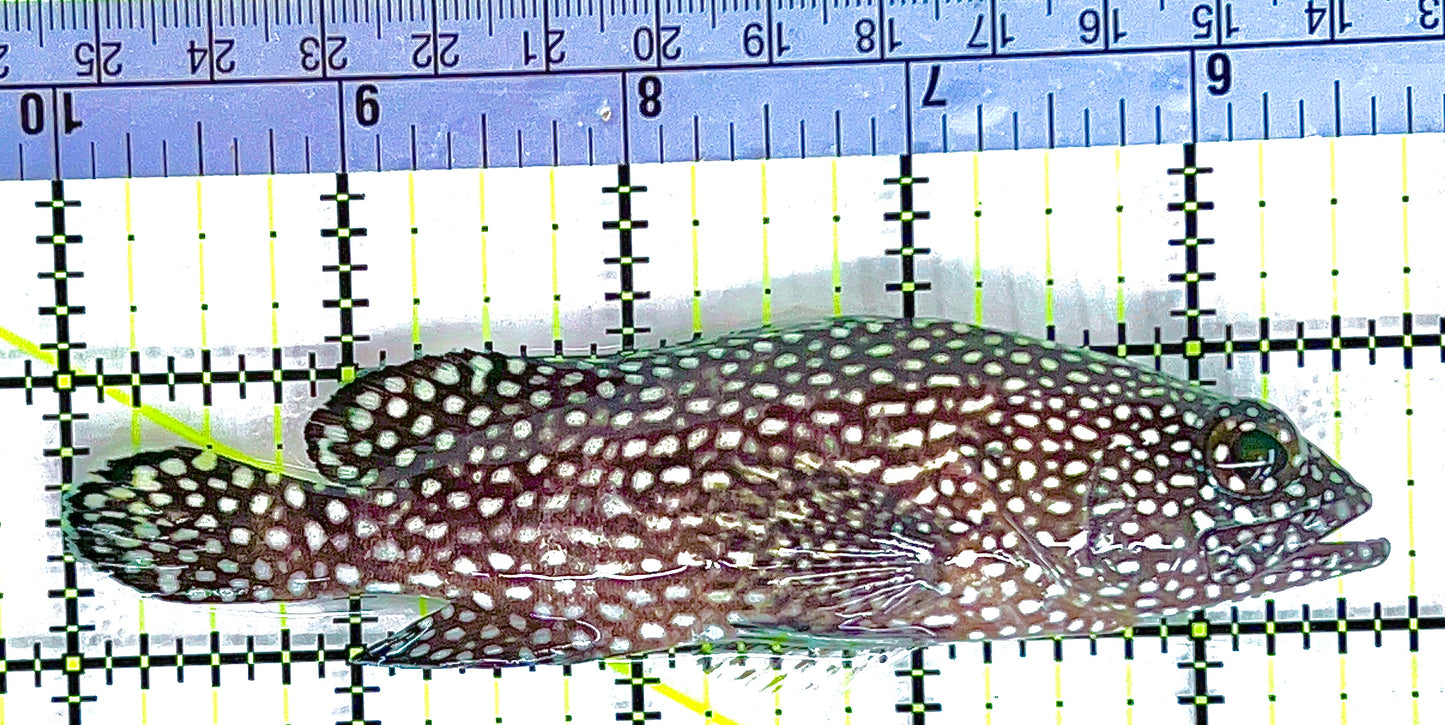 White Spotted Grouper WSG062101 WYSIWYG Size: L 4.5" approx
