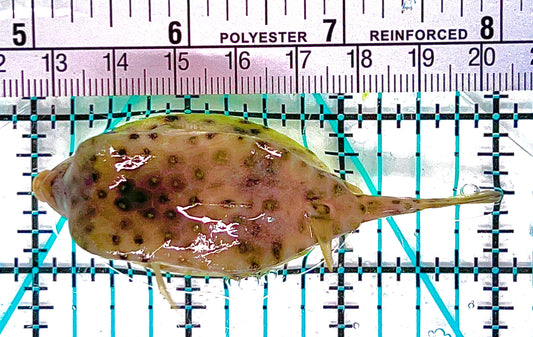 Whitespotted Boxfish WB050601 WYSIWYG Size: M 3" approx
