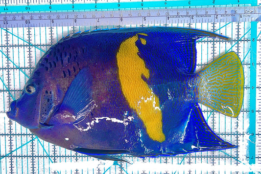 Maculosus Halfmoon Angelfish MHA042405 WYSIWYG Size: XXXL 10" approx