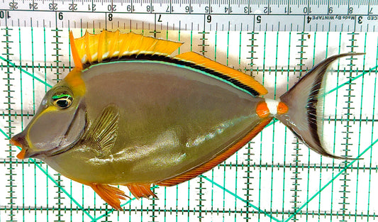 Blonde Naso Tang BNT051115 WYSIWYG Size: XL 7.25" approx