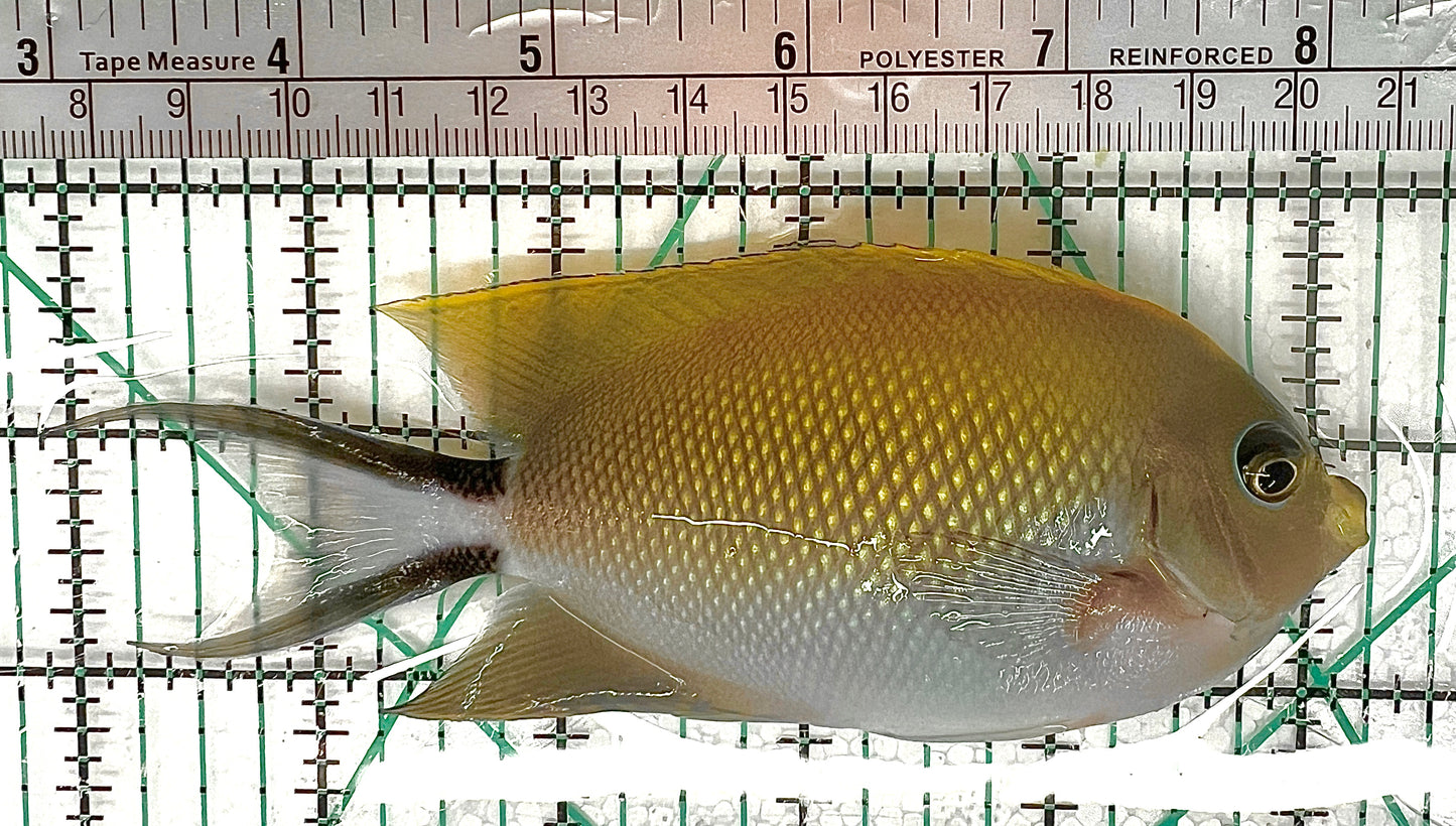 Swallowtail Angelfish Female (Reefsafe) SAF050601 WYSIWYG Size: XL 5" approx