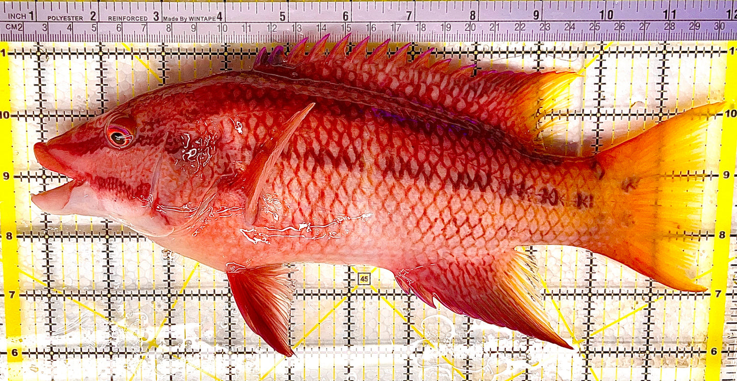 Mexican Hogfish MH013101 WYSIWYG Size: XXXL 11" approx
