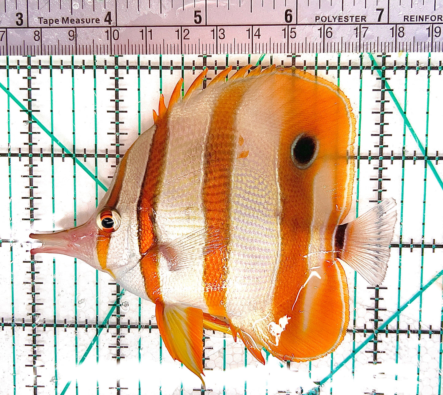 Copperband Butterflyfish CB050602 WYSIWYG Size: L 4.25" approx