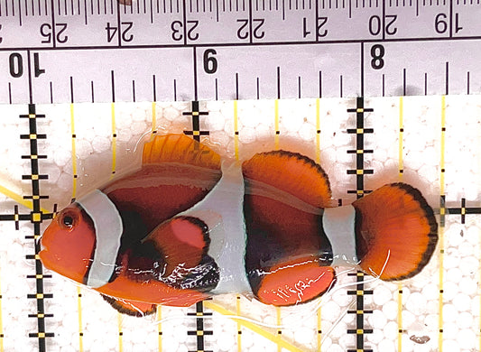 Onyx True Percula Clownfish OTPC033101 WYSIWYG Size: S 2.5" approx