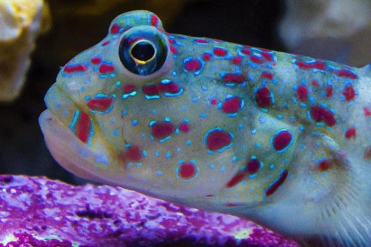 Pink Spotted Watchman Goby - Violet Sea Fish and Coral