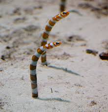 Splendid Orange Banded Garden Eel: SALE Buy 7 and get 10. Three for free