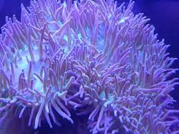 Purple Ritteri Anemone (Maldives Import) - Violet Aquarium 