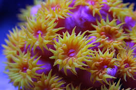 Aussie Ultra Pink Tubastrea Coral Size: M 0.75" to 2" Frag - Violet Aquarium 