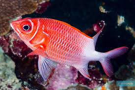 Rare True Silverspot Squirrelfish (Sumatra) Size: XXXL/SHOW 8" and Above - Violet Aquarium 