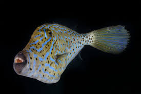 Scrawled Leatherjacket Size: L 3" to 4"