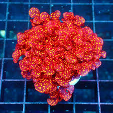Atomic Broccoli Macro Algae (Aquacultured) Size: M 3" Diamter Ball Approx - Violet Aquarium 