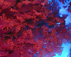 Atomic Broccoli Macro Algae (Aquacultured) Size: M 3" Diamter Ball Approx - Violet Aquarium 