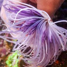 Amethyst Purple Tube Anemone Size: XXL/SHOW 8" and Above