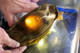 (Hatched) Zerba Shark's Egg