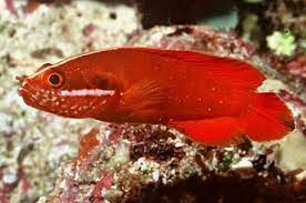 Rare Red Podge Soapfish