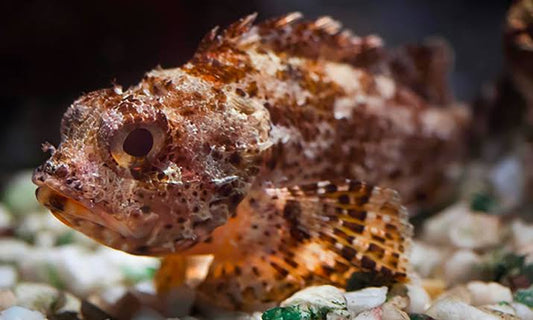 Black Scorpion Fish Size: XL 4" to 5"