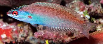Rare Redspot Wrasse Size:  3" to 3.5"