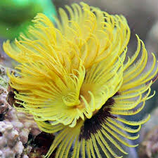 Royal Golden Yellow Feather Duster - Violet Aquarium 