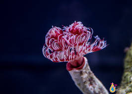 White Hard Shell Red Coco Worm - Violet Aquarium 