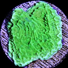 Green Montipora Size: M 0.75" to 1" - Violet Aquarium 