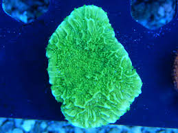 Green Montipora Size: M 0.75" to 1" - Violet Aquarium 