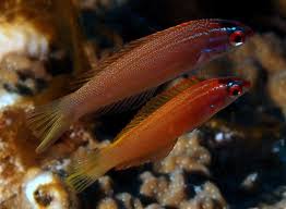 Rare Redspot Wrasse Size:  3" to 3.5"