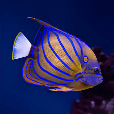 Blue Ring Angelfish Adult Size: M 4" to 5" - Violet Aquarium 
