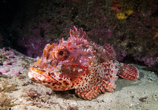 Black Scorpion Fish Size: XL 4" to 5"