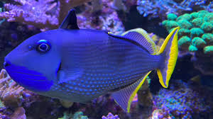 Male Blue Throat Triggerfish (Reefsafe) Size: M 2" to 3" - Violet Aquarium 