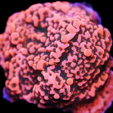 Cherry Tree Montipora (Aquacultured) Size: M 0.75" to 1" - Violet Aquarium 