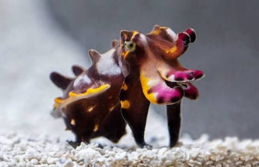 Rare Flambouyant Cuttlefish Size: M 2" to 3"