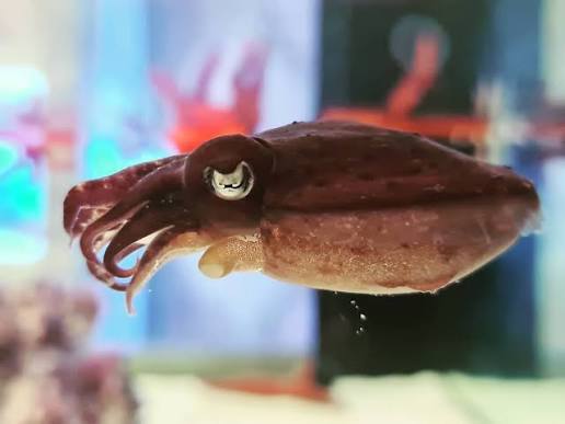 Dwarf Cuttlefish Size: S 1" to 2"