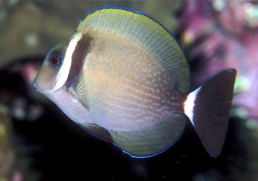 Rare Cebu Vibrant Whitebar Surgeonfish Size: ML 3" to 4"