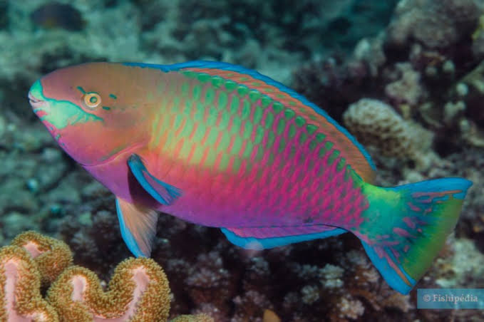 Quoyi Greenblotch Parrotfish Size: XL 5" to 6" - Violet Aquarium 