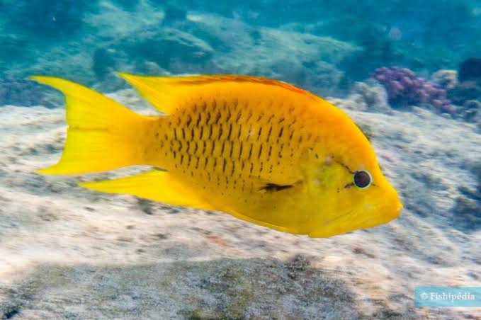 Yellow Insidiator Wrasse (Tonga Special Grade) Size: SHOW 8" and Above