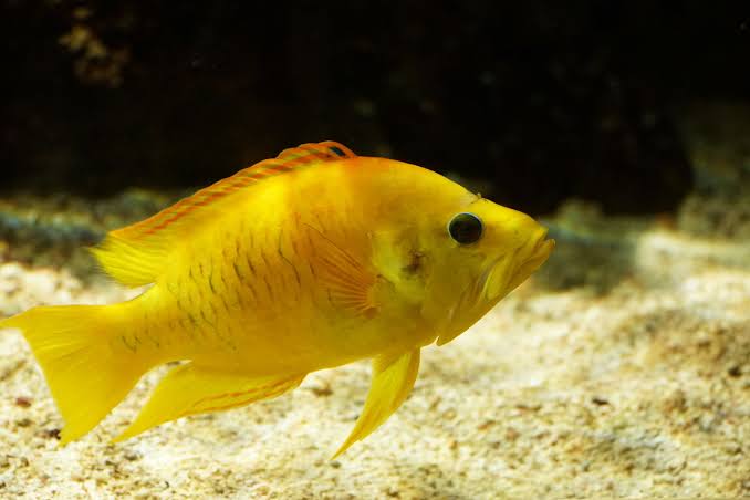 Yellow Insidiator Wrasse (Tonga Special Grade) Size: SHOW 8" and Above