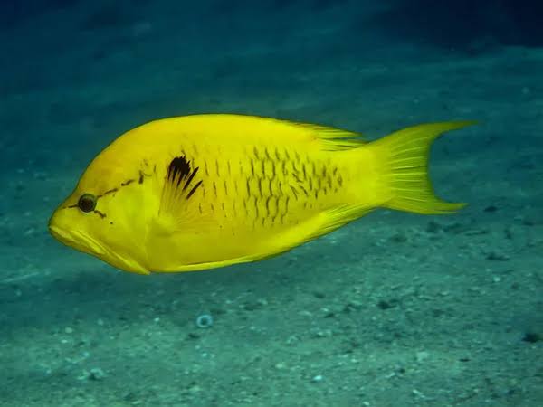 Yellow Insidiator Wrasse (Tonga Special Grade) Size: SHOW 8" and Above