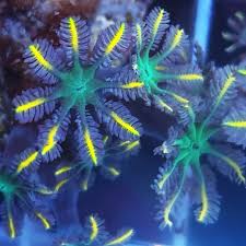 Aussie Assorted Clove Polyps Frag Size: M 0.5" to 1" Diameter Approx - Violet Aquarium 